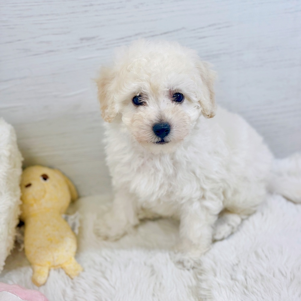 愛知県のハーフ犬 ホワイト 男の子のご紹介(187972) | ペット