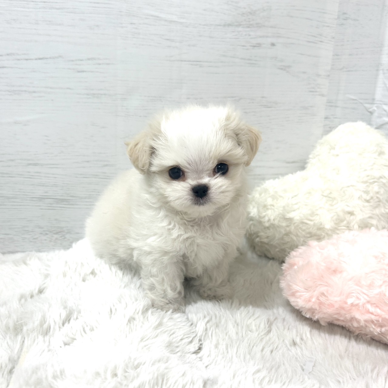 チワマル（マルチワ）の子犬一覧 | ペットショップ 犬の家&猫の