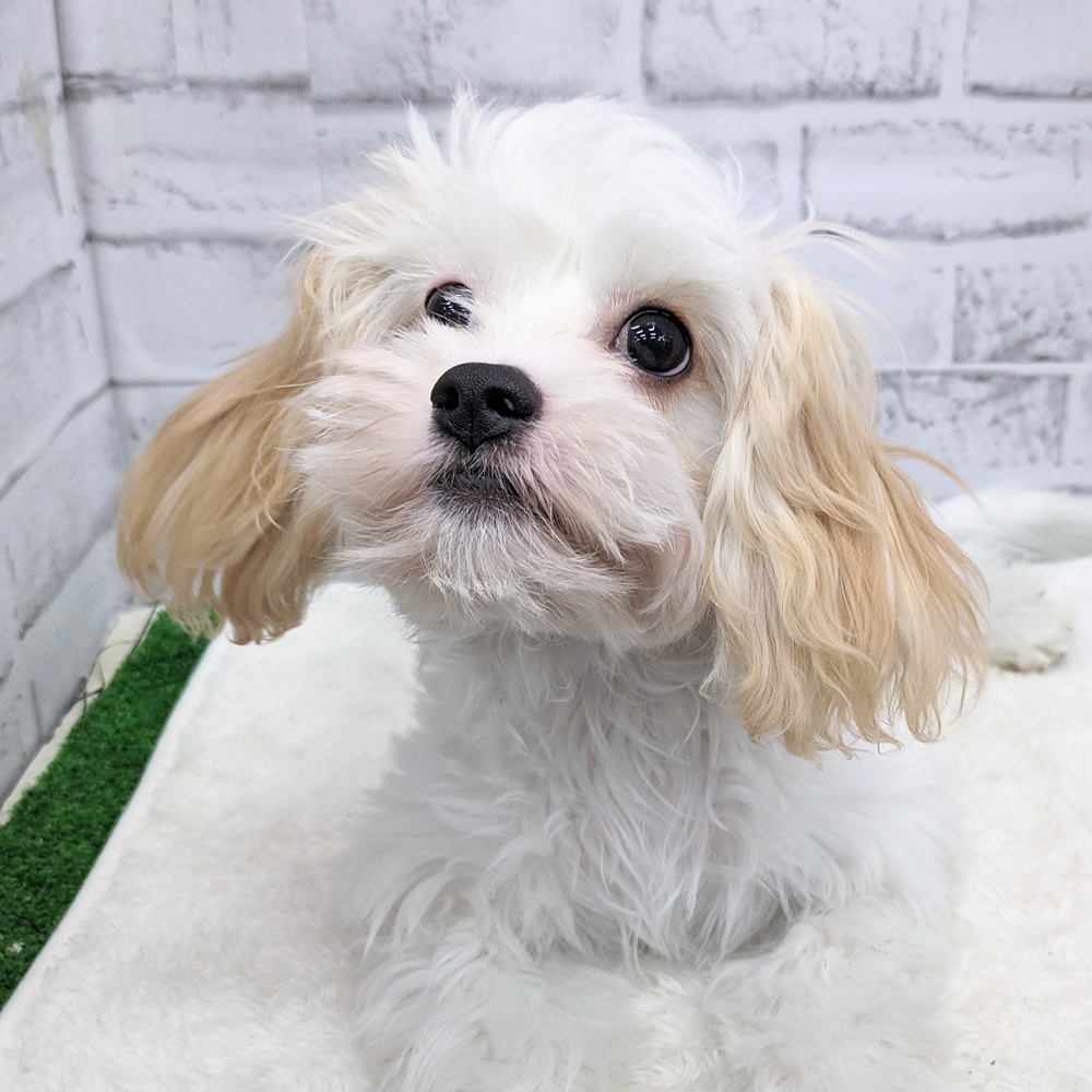 愛知県のハーフ犬・ミックス犬 (犬の家＆猫の里MEGAドン・キホーテ東海名和店/2025年4月29日生まれ/女の子/クリームホワイト)の子犬の1枚目の画像