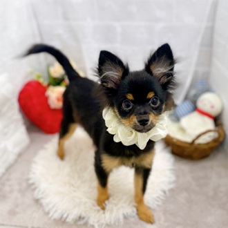 滋賀県のポメチワ/チワポメ/ポメチー(ポメラニアン×チワワ) (犬の家&猫の里長浜店/2025年5月6日生まれ/男の子/ブラックタン)の子犬の1枚目の画像