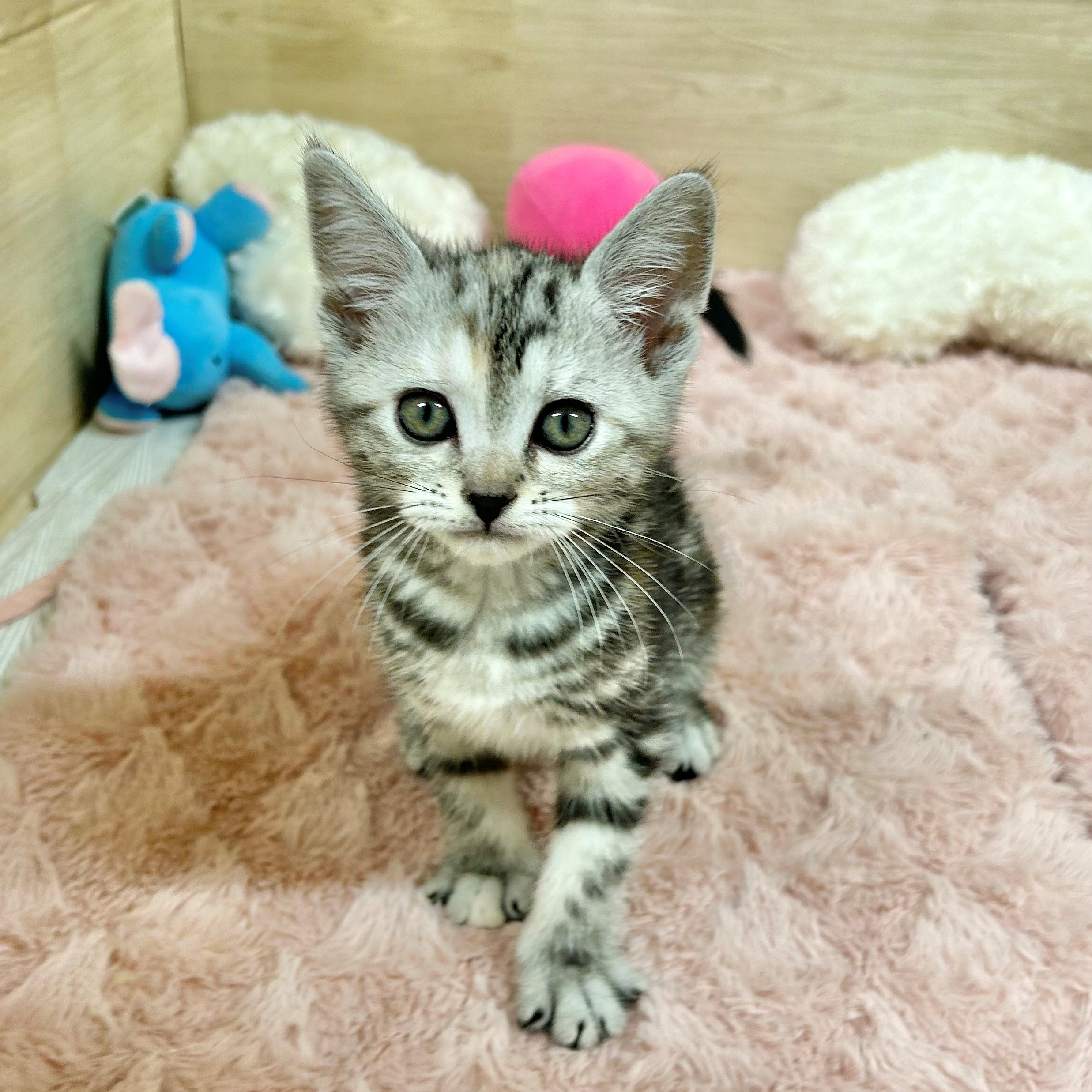 SWAROVSKI - SWAROVSKI  アメリカンショートヘア　希少 SWAROVSKI スワロフスキー アメリカンショートヘア 猫 置物