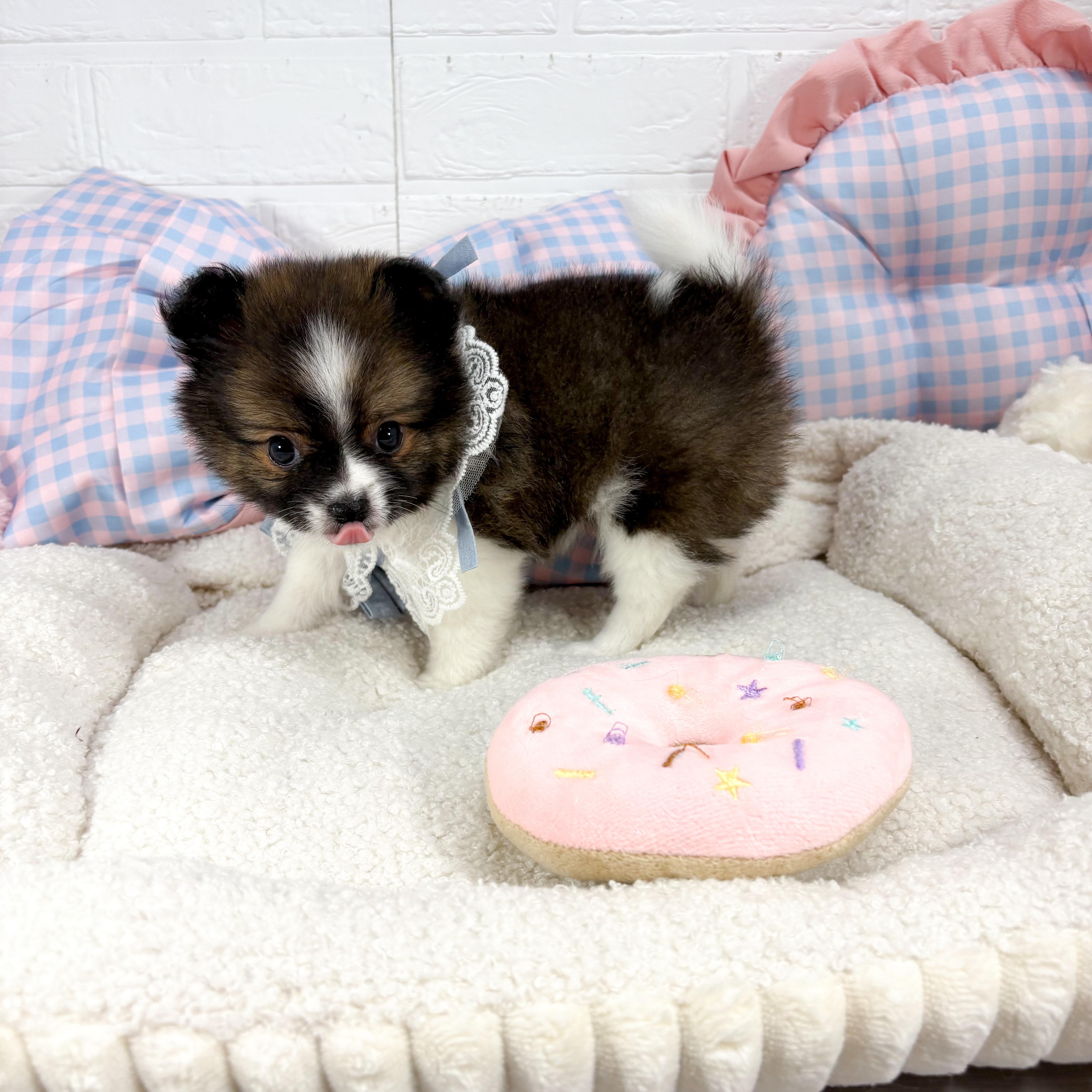 オーダー受付　ポメ、チワワ、シーズー柴犬　シュナ、他　ご予約ページ　5/27 オーダー受付 ポメ、チワワ、シーズー柴犬 シュナ、他 ご予約