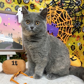 静岡県のブリティッシュショートヘアー (犬の家＆猫の里マークイズ静岡店/2025年5月12日生まれ/女の子/ブルークリーム)の子猫の1枚目の画像