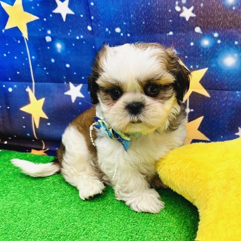 愛知県のシーズー (犬の家＆猫の里名古屋天白店/2025年5月18日生まれ/男の子/ゴールドホワイト)の子犬の1枚目の画像