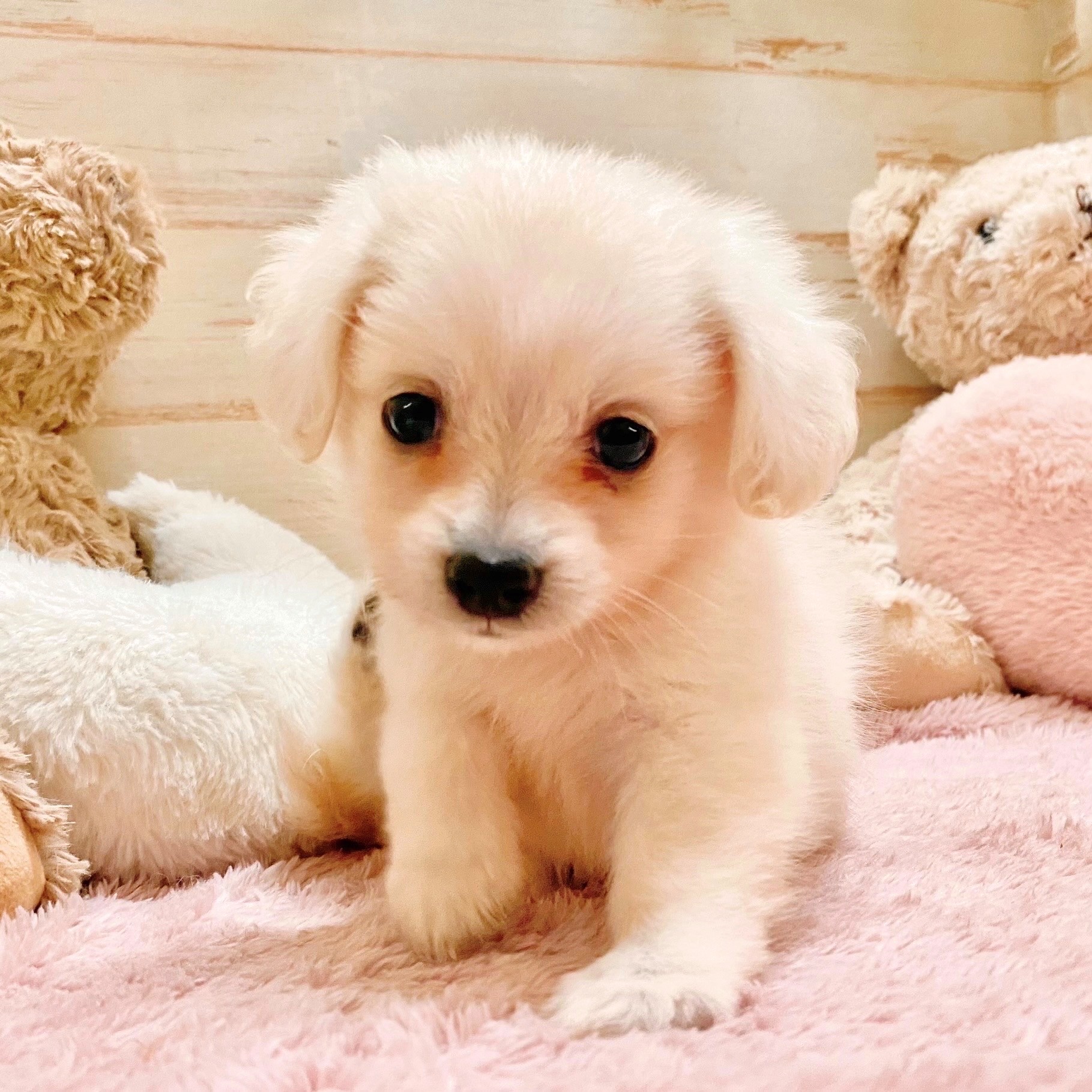 兵庫県のポメックス(ポメラニアン×ダックス) (犬の家＆猫の里神戸店/2025年5月17日生まれ/男の子/クリーム)の子犬の1枚目の画像