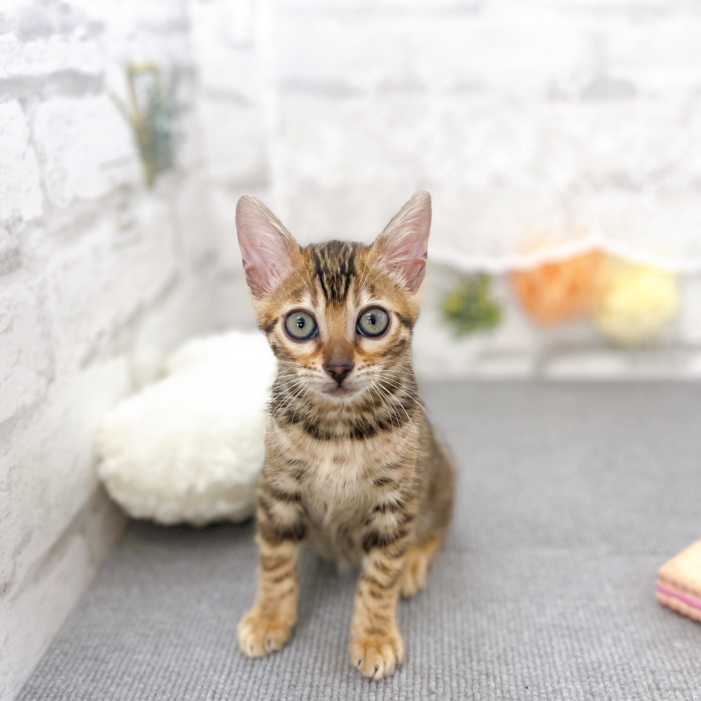 京都府のベンガル (犬の家＆猫の里京都樟葉店/2025年5月13日生まれ/女の子/ブラウンスポットタビー)の子猫の1枚目の画像