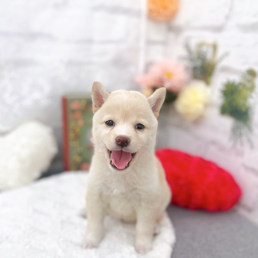 京都府の柴犬(標準サイズ) (犬の家＆猫の里京都樟葉店/2025年5月21日生まれ/女の子/淡赤)の子犬の1枚目の画像