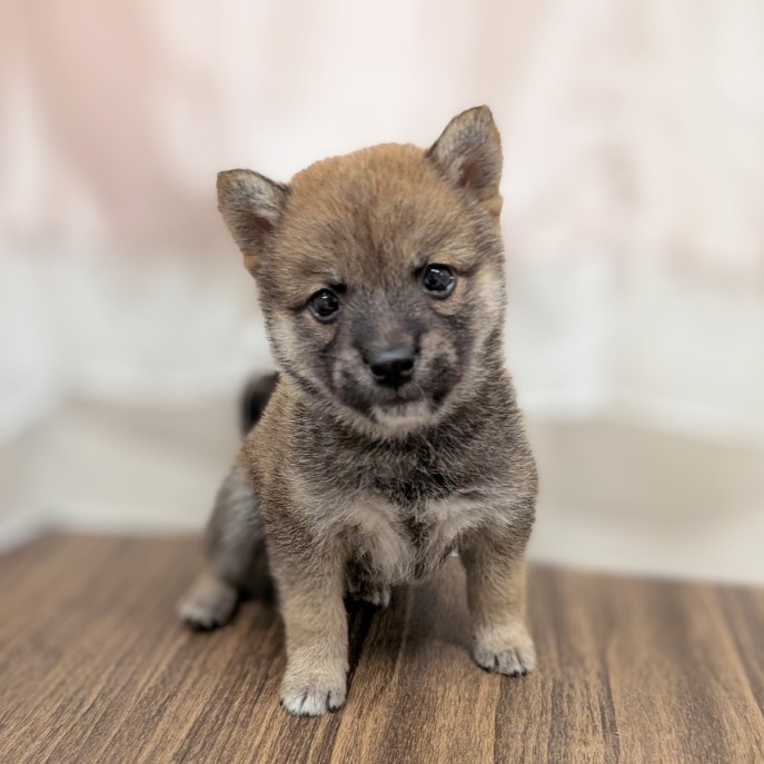 兵庫県の豆柴 (犬の家＆猫の里カナート西神戸店/2025年5月18日生まれ/男の子/赤)の子犬の1枚目の画像
