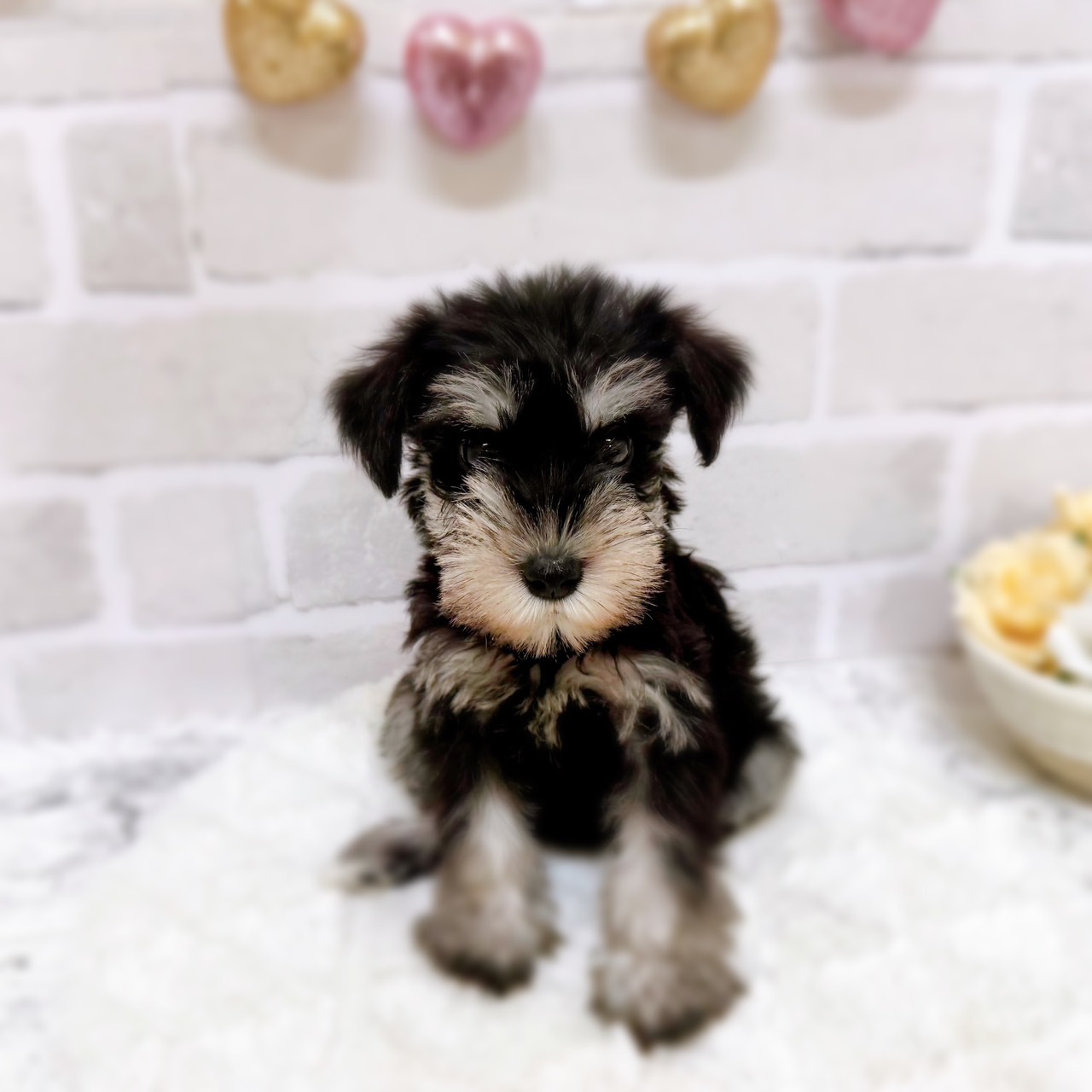 京都府のミニチュアシュナウザー (犬の家＆猫の里京都精華店/2025年5月22日生まれ/女の子/ブラックシルバー)の子犬の1枚目の画像