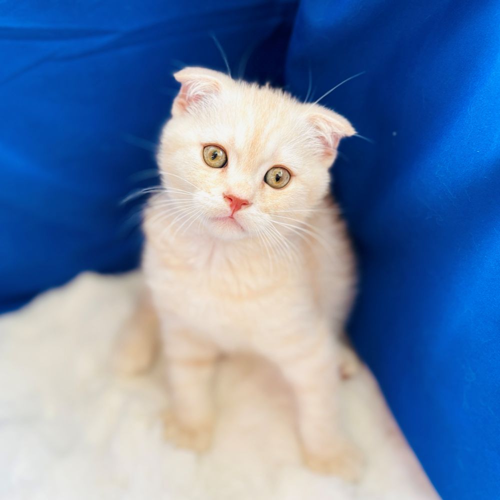 愛知県のスコティッシュフォールド (犬の家＆猫の里愛知刈谷店/2025年5月19日生まれ/男の子/クリームタビー)の子猫の1枚目の画像