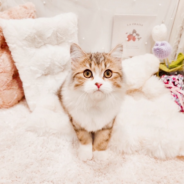 福井県のサイベリアン (犬の家＆猫の里福井店/2025年5月19日生まれ/女の子/ブラウンタビーホワイト)の子猫の1枚目の画像