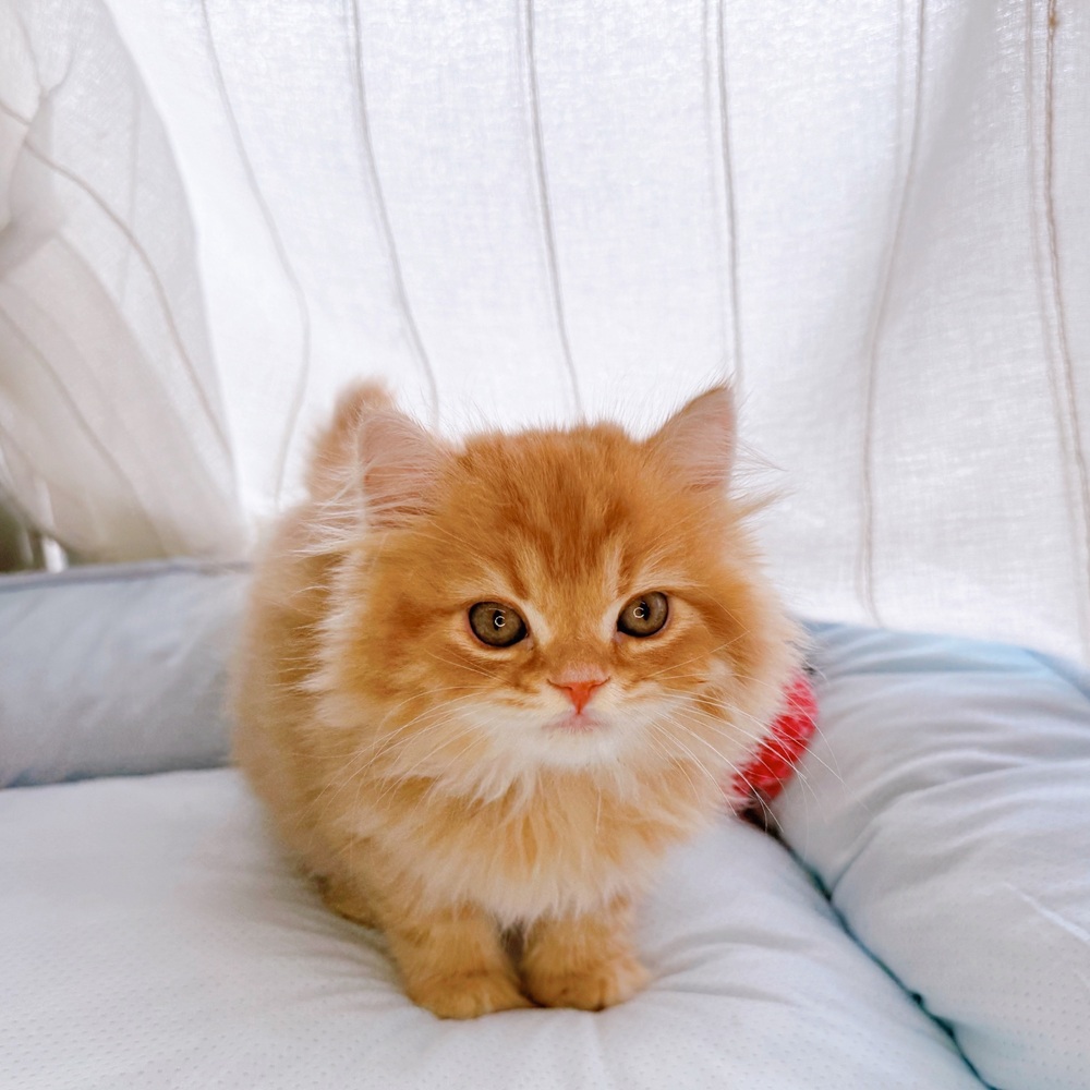 長野県のスコティッシュフォールド (犬の家＆猫の里塩尻店/2025年5月15日生まれ/女の子/レッドタビーホワイト)の子猫の1枚目の画像