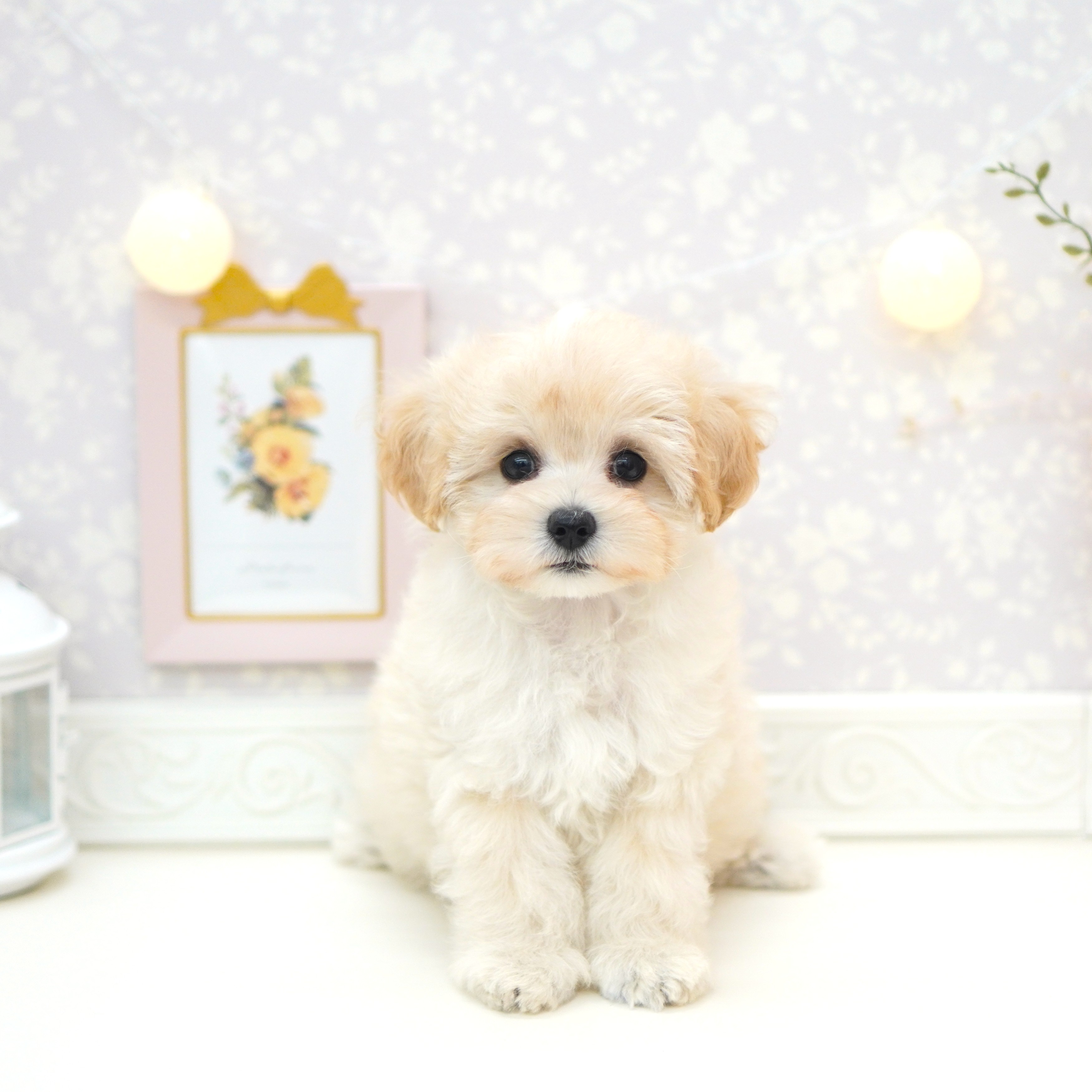 富山県のマルプー(マルチーズ×プードル) (犬の家＆猫の里アミーゴ山室店/2025年5月20日生まれ/男の子/クリームホワイト)の子犬