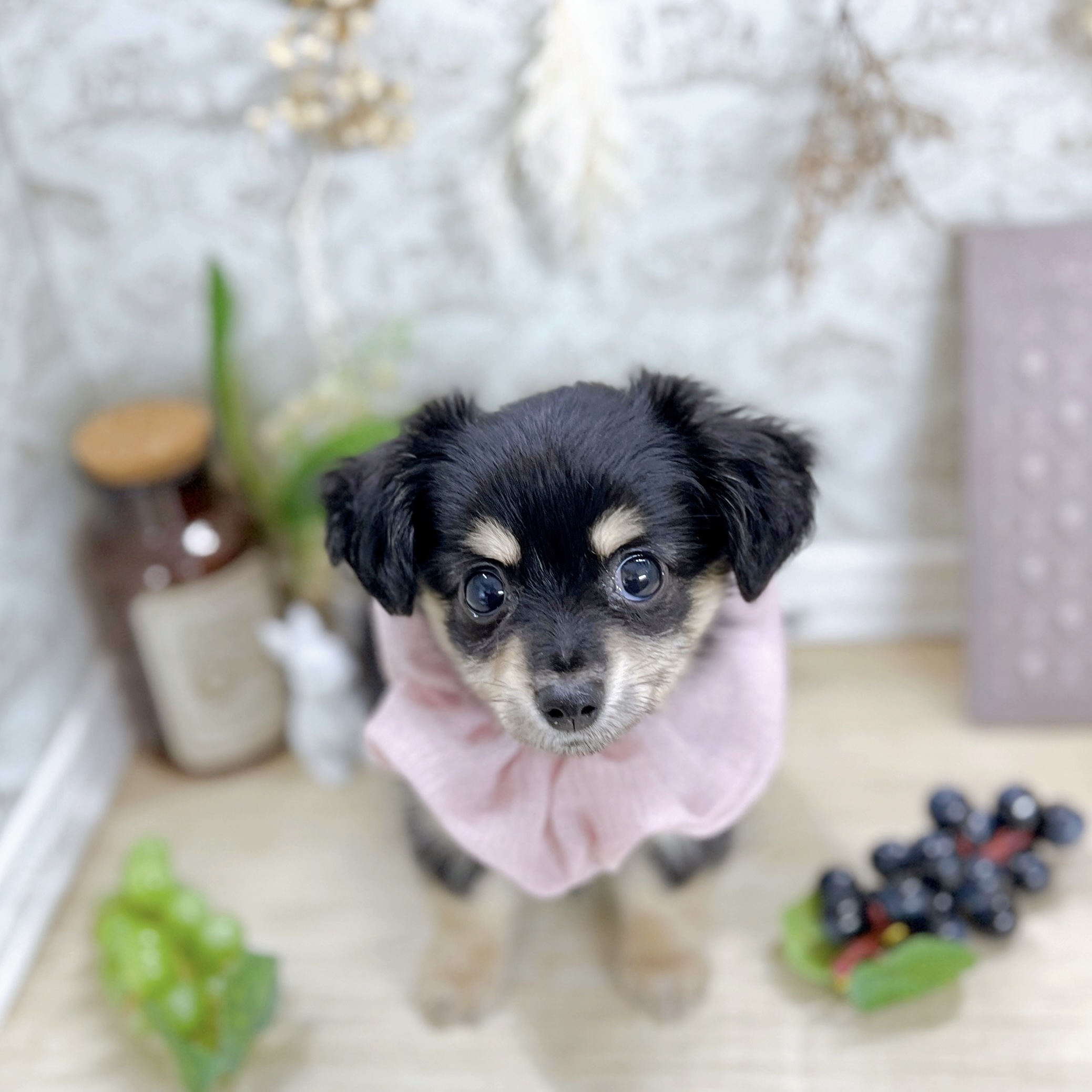 福井県のチワックス(チワワ×ダックス) (犬の家＆猫の里アミーゴ福井大和田店/2025年5月24日生まれ/女の子/ブラッククリーム)の子犬の1枚目の画像