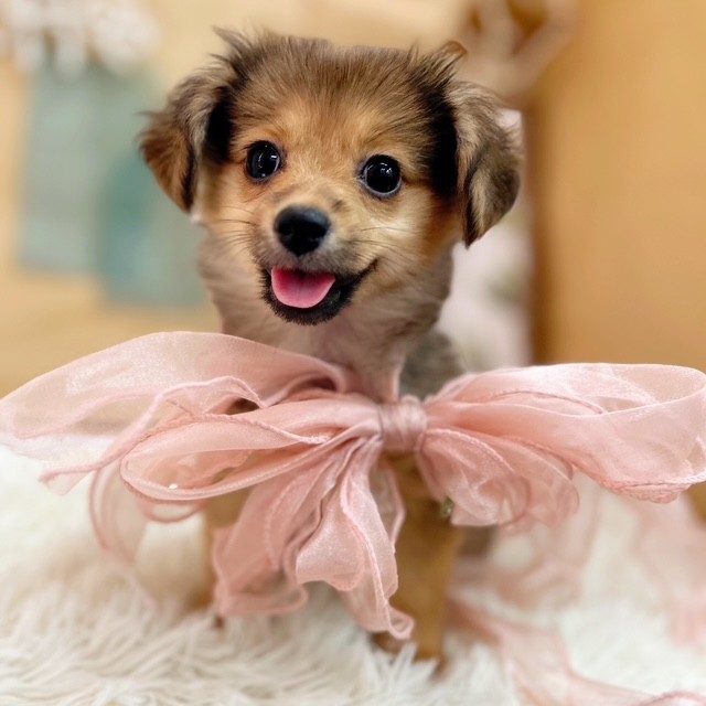 岡山県のポメックス(ポメラニアン×ダックス) (犬の家＆猫の里倉敷中庄店/2025年5月24日生まれ/女の子/レッド)の子犬の1枚目の画像