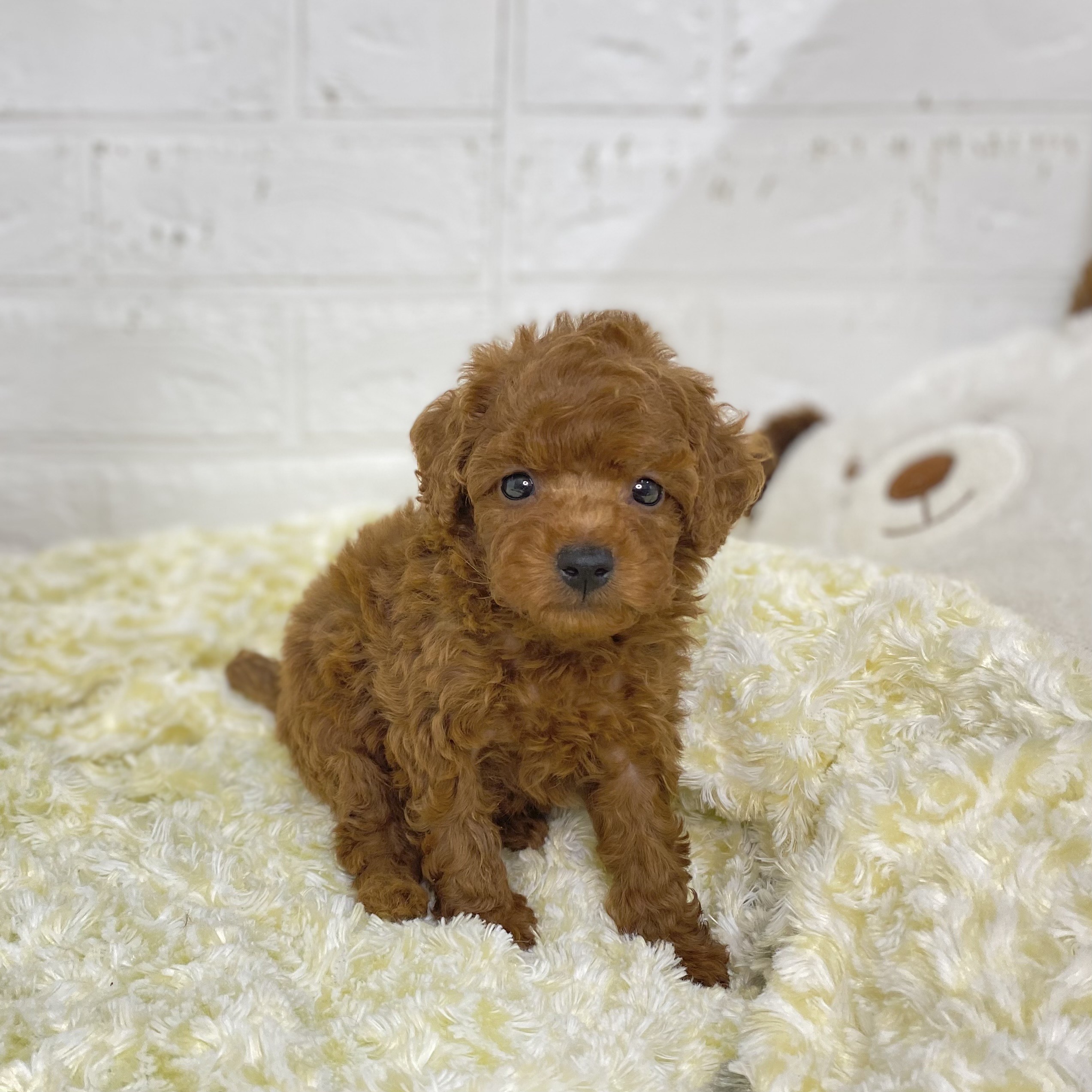 トコタン。トイプーレッドちゃん♡手のひらサイズ レッド(赤系)のトイプードルの子犬一覧 | ペットショップ 犬の家