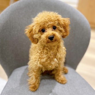 滋賀県のトイプードル(トイ) (犬の家＆猫の里長浜店/2025年5月28日生まれ/男の子/レッド)の子犬の1枚目の画像