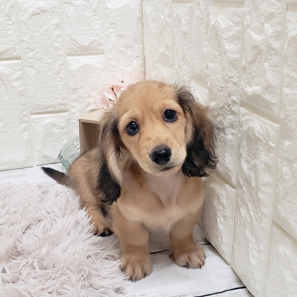 岡山県のミニチュアダックスフンド(ロング) (犬の家＆猫の里岡山店/2025年5月29日生まれ/女の子/シェーデットイエロー)の子犬の1枚目の画像