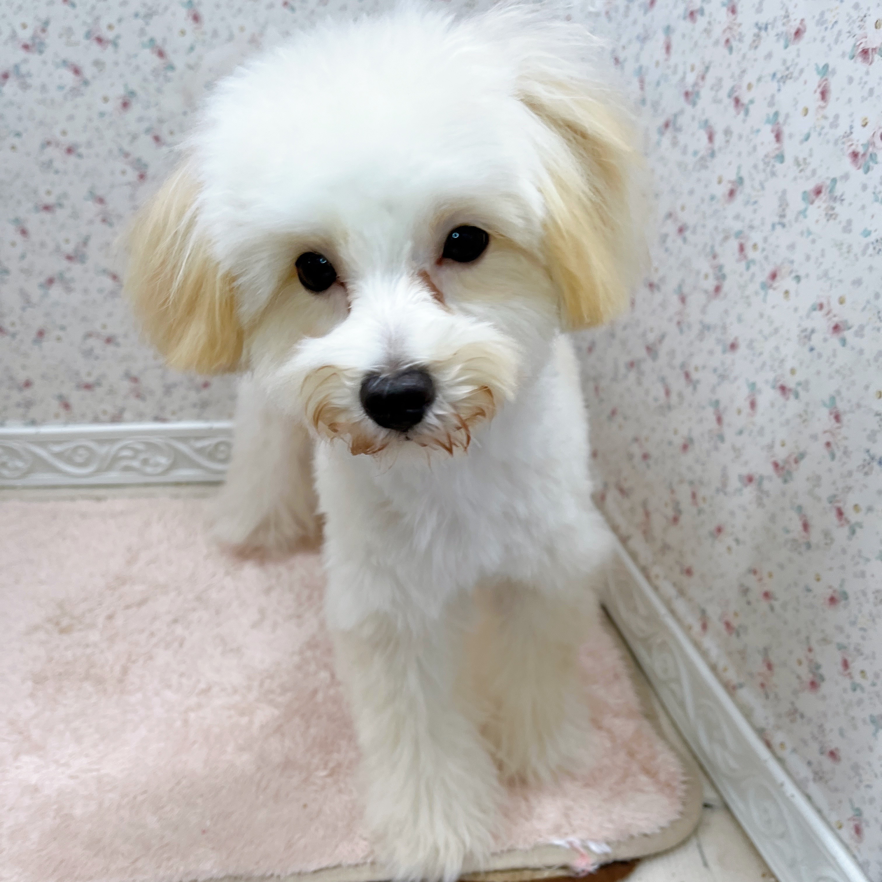 石川県のマルプー(マルチーズ×プードル) (犬の家＆猫の里アミーゴ金沢有松店/2025年5月30日生まれ/男の子/クリームホワイト)の子犬の1枚目の画像
