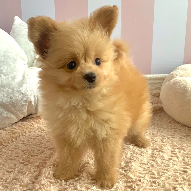 岡山県のポメプー(ポメラニアン×プードル) (犬の家＆猫の里倉敷中庄店/2025年5月30日生まれ/男の子/クリーム)の子犬の1枚目の画像