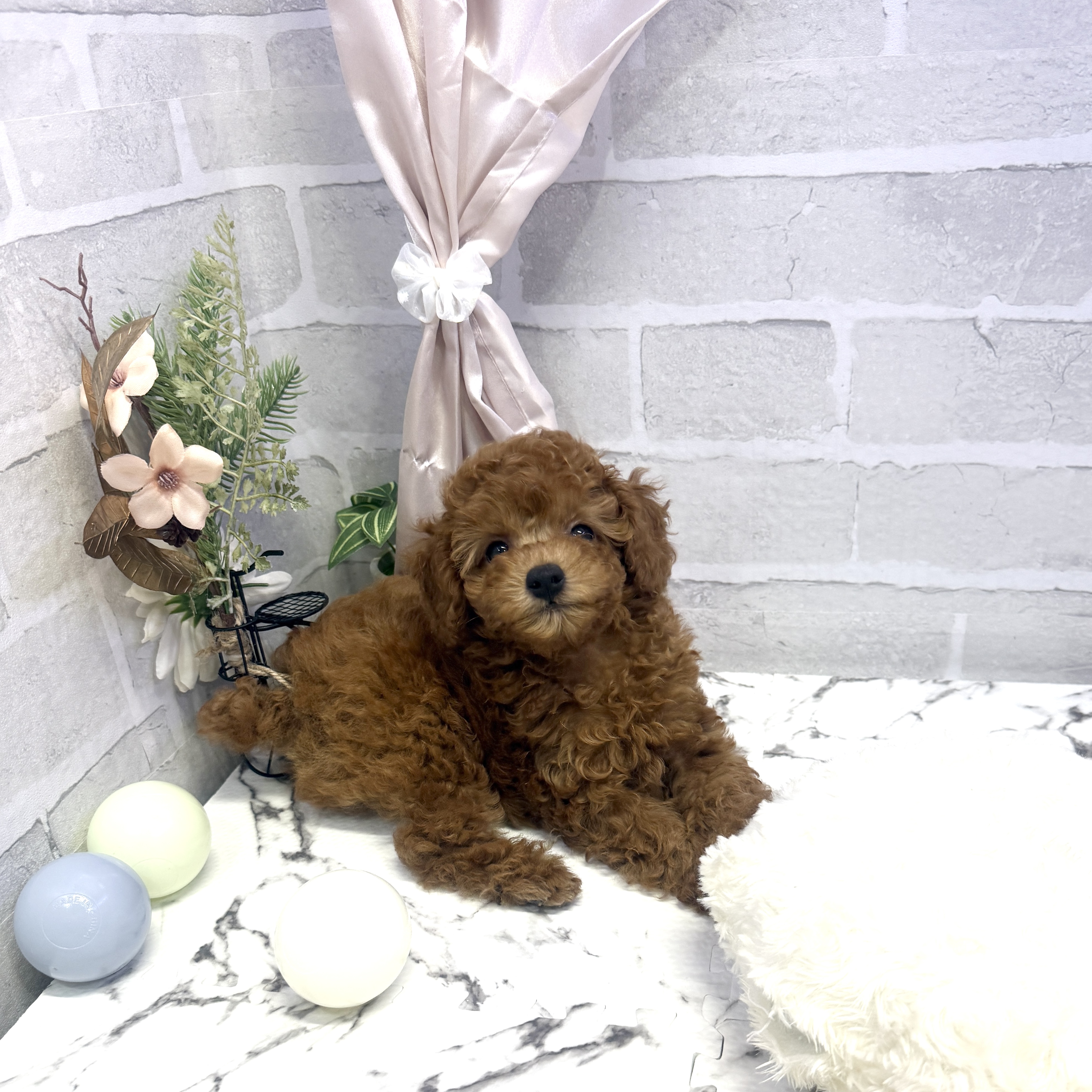 愛知県のトイプードル(トイ) (犬の家＆猫の里岡崎店/2025年5月30日生まれ/女の子/レッド)の子犬の1枚目の画像