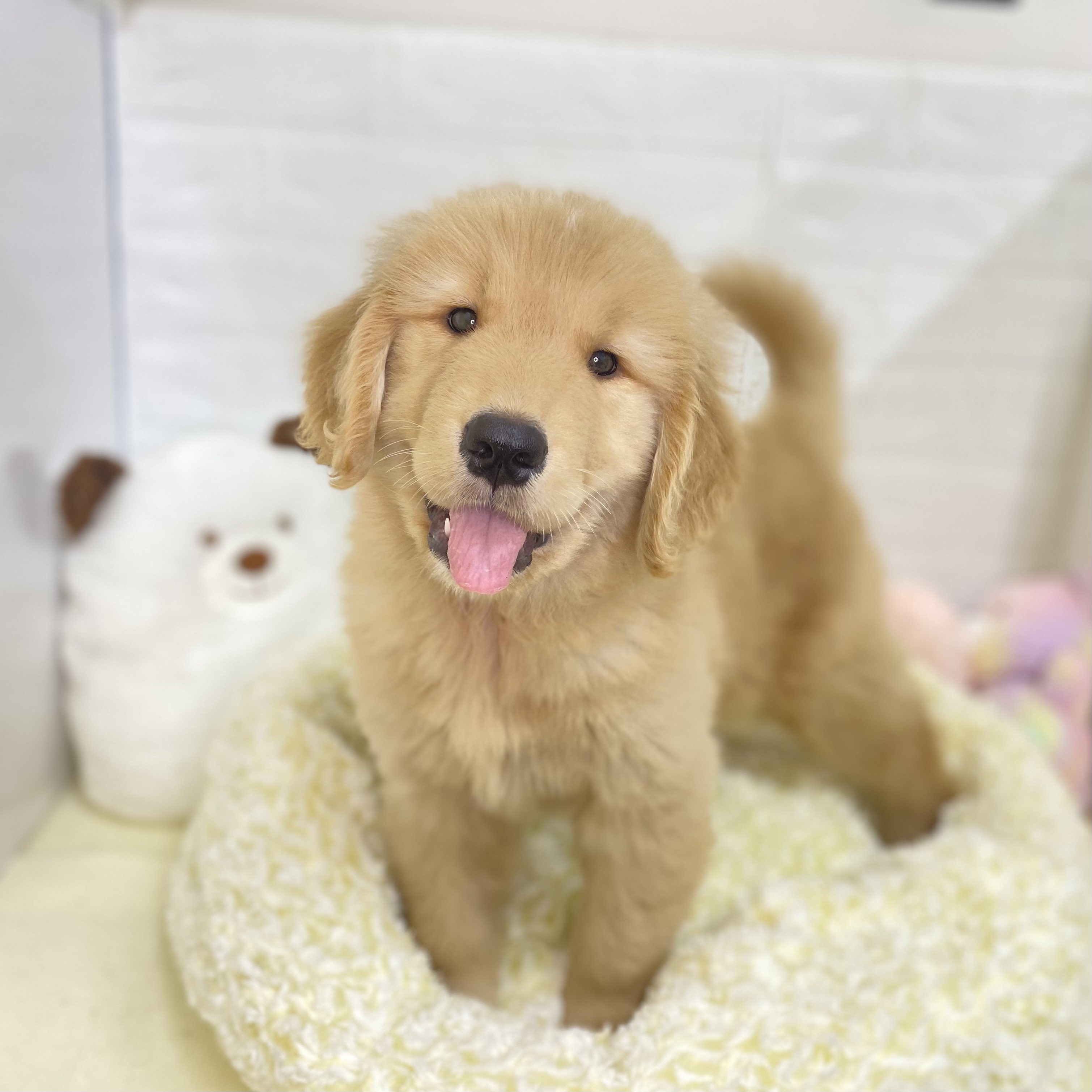 長野県のゴールデンレトリバー (犬の家＆猫の里長野店/2025年6月3日生まれ/男の子/ゴールデン)の子犬の1枚目の画像