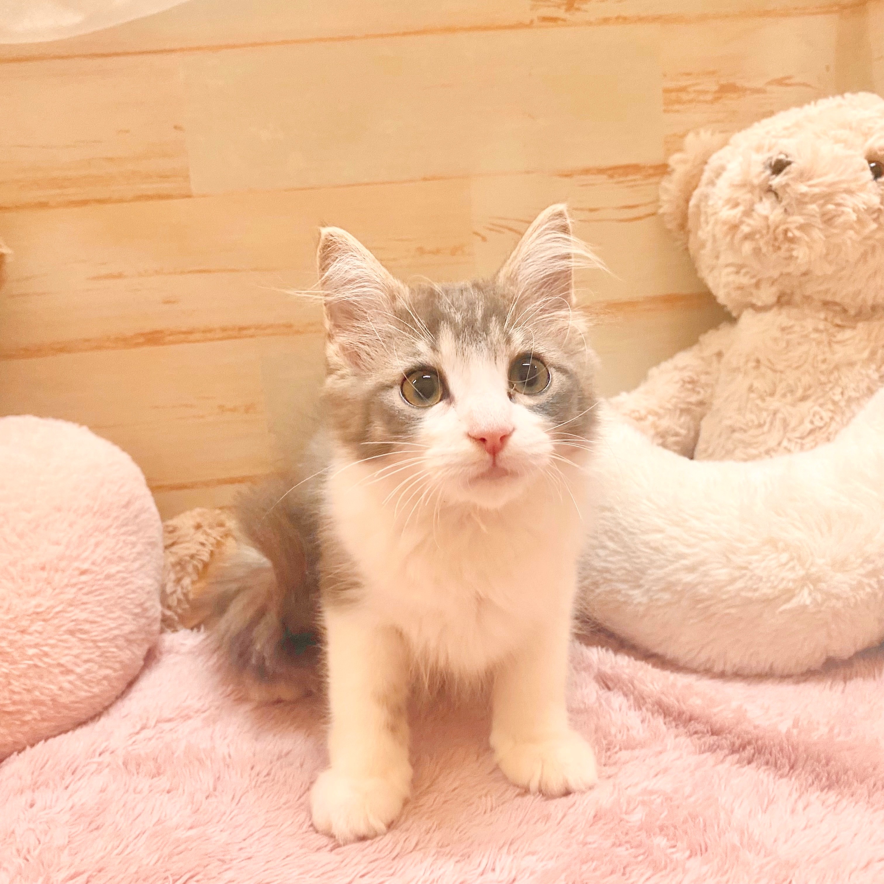 兵庫県のノルウェージャンフォレストキャット (犬の家＆猫の里神戸店/2025年6月5日生まれ/女の子/ブルータビーホワイト)の子猫の1枚目の画像