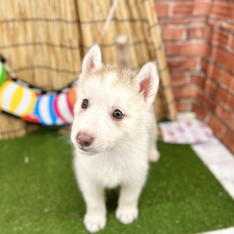 神奈川県のシベリアンハスキー (犬の家＆猫の里小田原店/2025年6月7日生まれ/女の子/レッドホワイト)の子犬の1枚目の画像