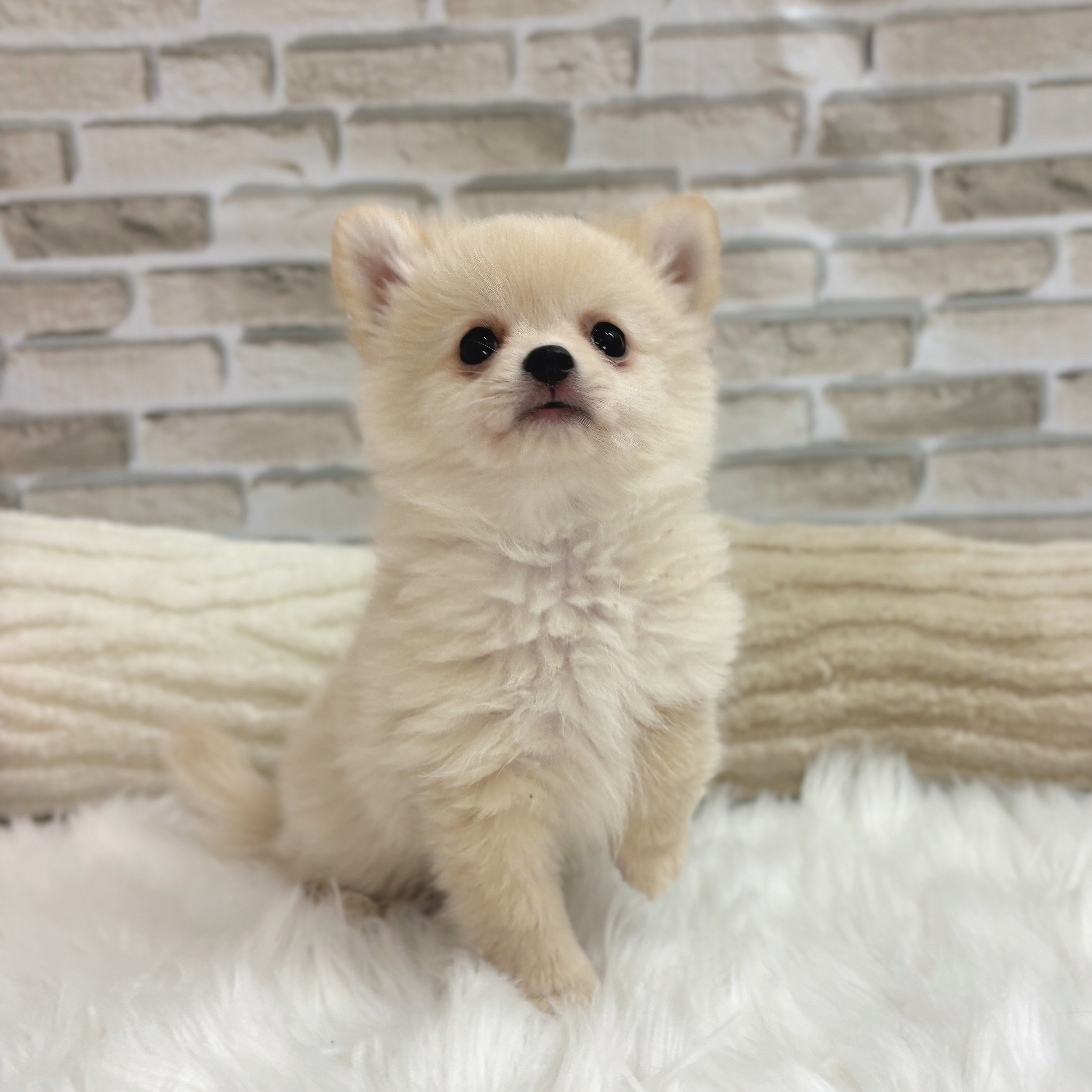 神奈川県のポメチワ/チワポメ/ポメチー(ポメラニアン×チワワ) (犬の家＆猫の里モザイクモール港北店/2025年6月8日生まれ/女の子/クリーム)の子犬の1枚目の画像