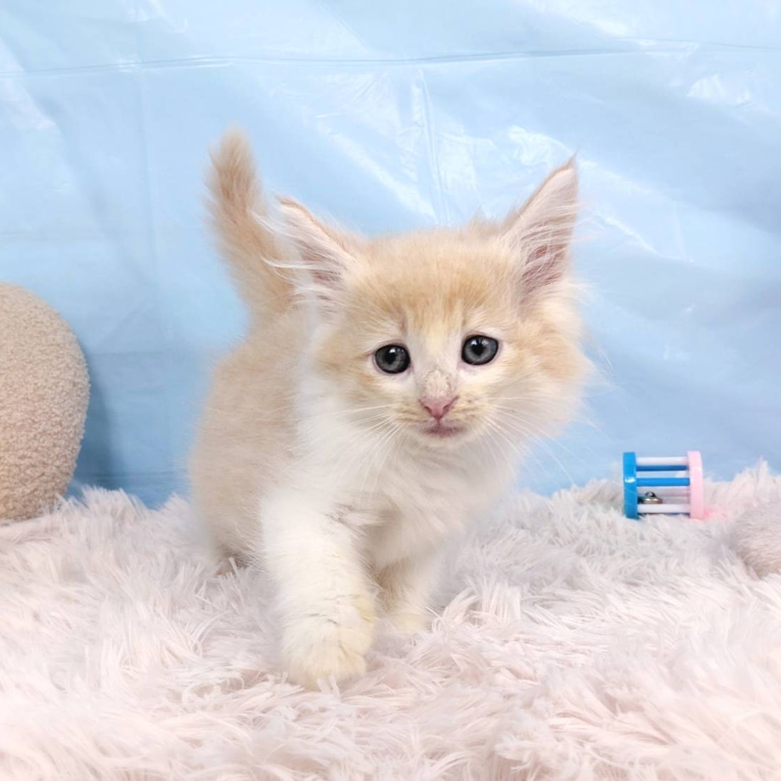 兵庫県のノルウェージャンフォレストキャット (犬の家＆猫の里川西店/2025年6月5日生まれ/男の子/クリームホワイト)の子猫の1枚目の画像