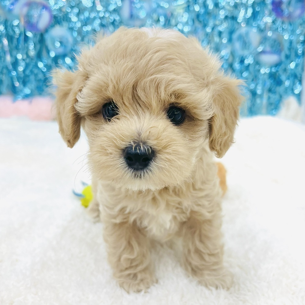愛知県のマルプー(マルチーズ×プードル) (犬の家＆猫の里エアポートウォーク店/2025年6月8日生まれ/男の子/アプリコット)の子犬の1枚目の画像