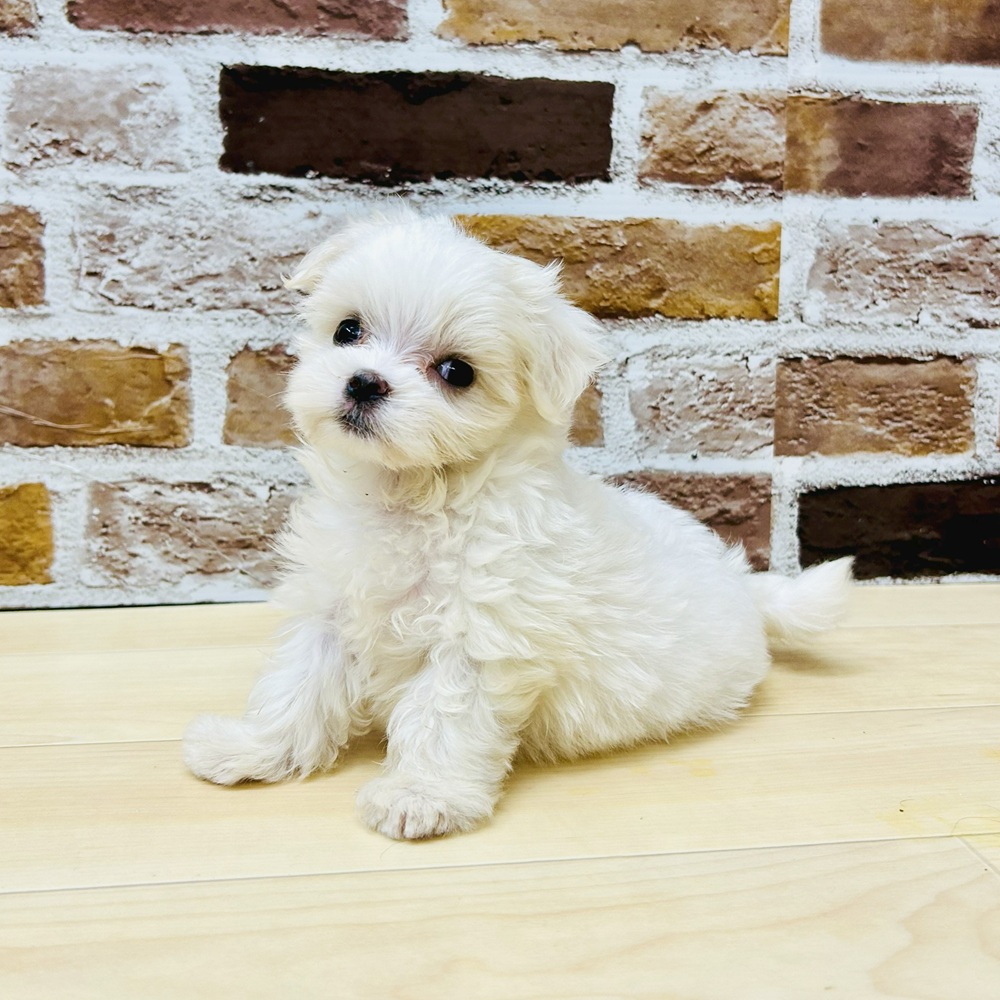 愛知県のマルチーズ (犬の家＆猫の里七宝店/2025年6月9日生まれ/女の子/ホワイト)の子犬の1枚目の画像