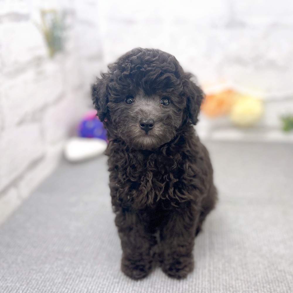 京都府のトイプードル(トイ) (犬の家＆猫の里京都樟葉店/2025年6月11日生まれ/男の子/グレー)の子犬の1枚目の画像