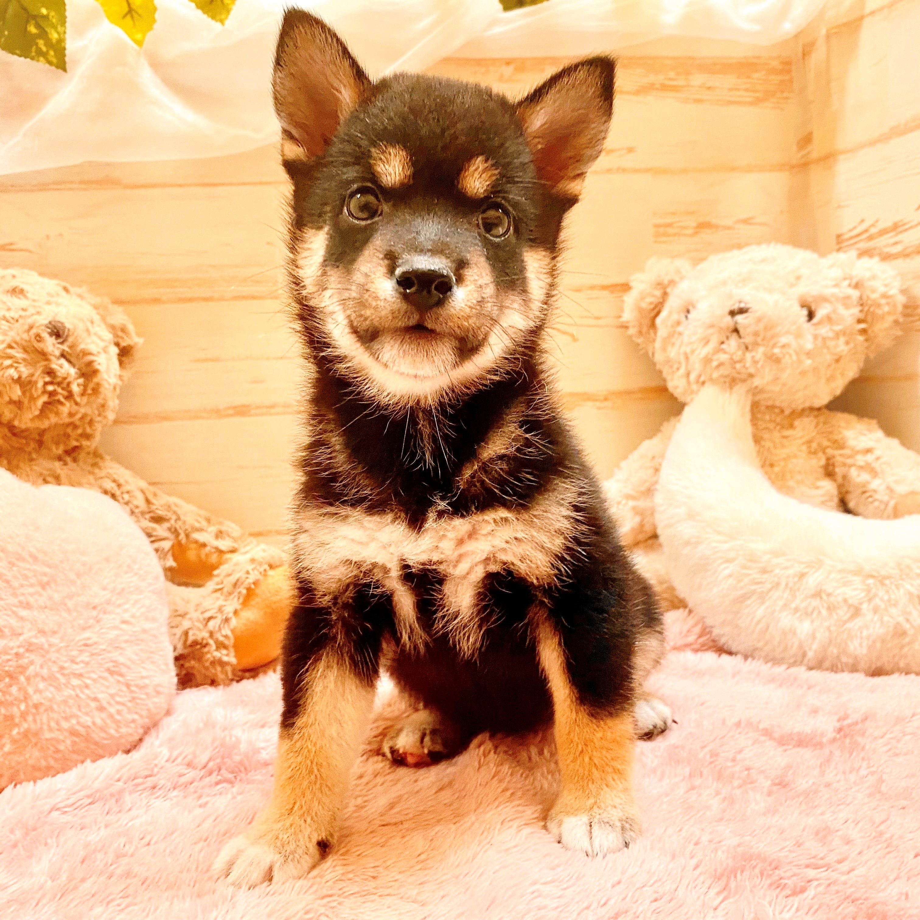 兵庫県の豆柴 (犬の家＆猫の里神戸店/2025年6月14日生まれ/女の子/黒)の子犬の1枚目の画像