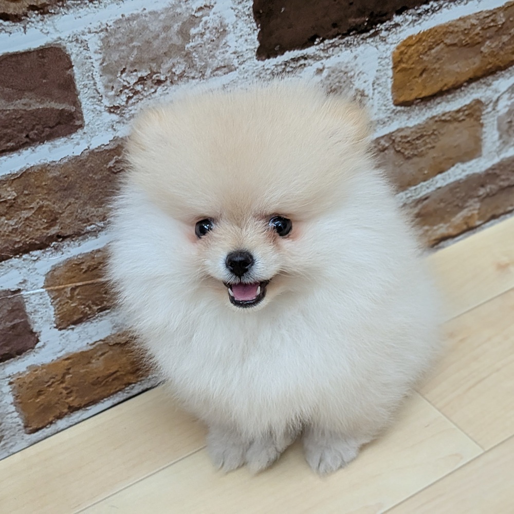 愛知県のポメラニアン (犬の家＆猫の里七宝店/2025年6月3日生まれ/女の子/クリーム)の子犬の1枚目の画像