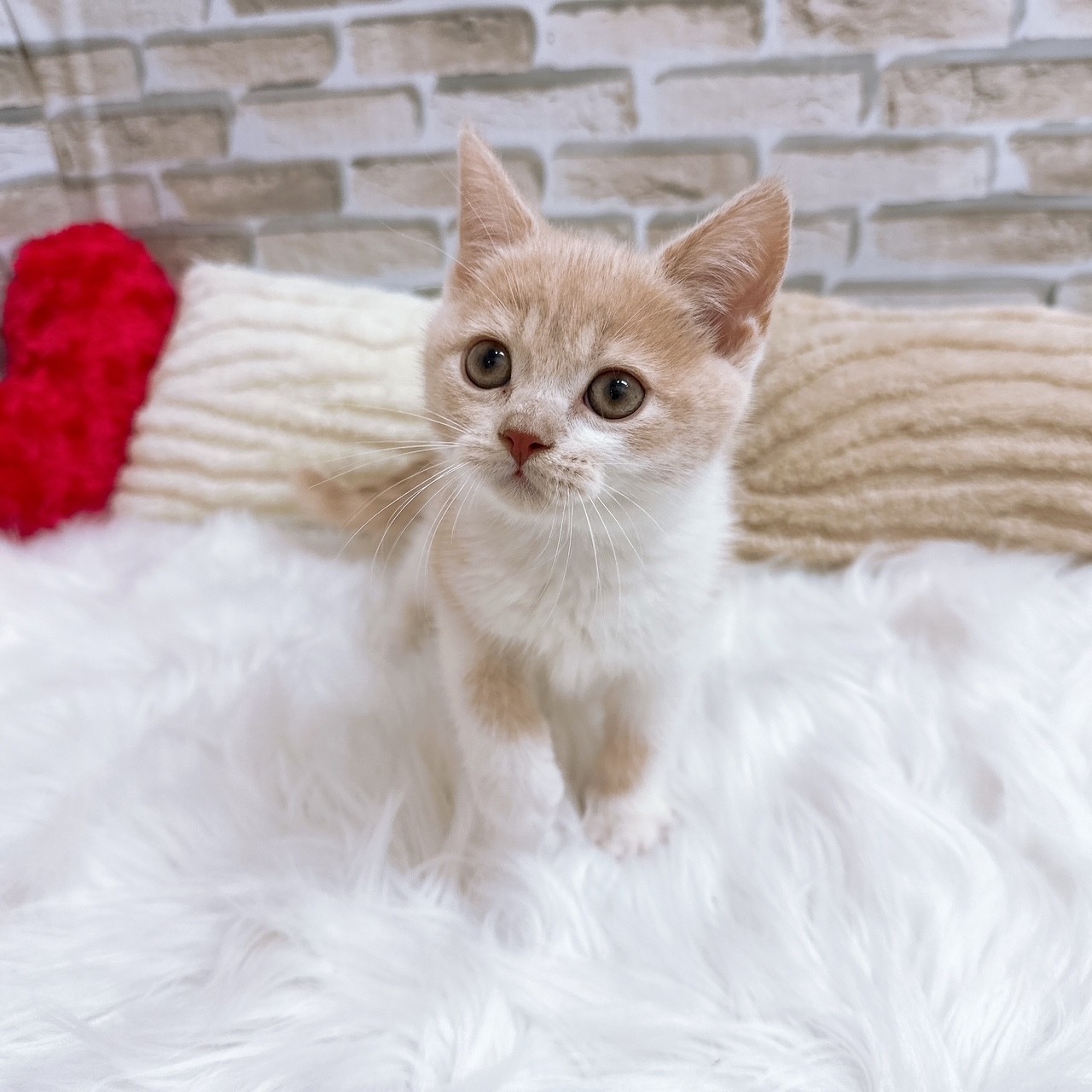 * vintage animal ❀ グリーンの瞳の ふわふわミルキー 猫ちゃん vintage animal ❀ グリーンの瞳の ふわふわミルキー 猫ちゃん