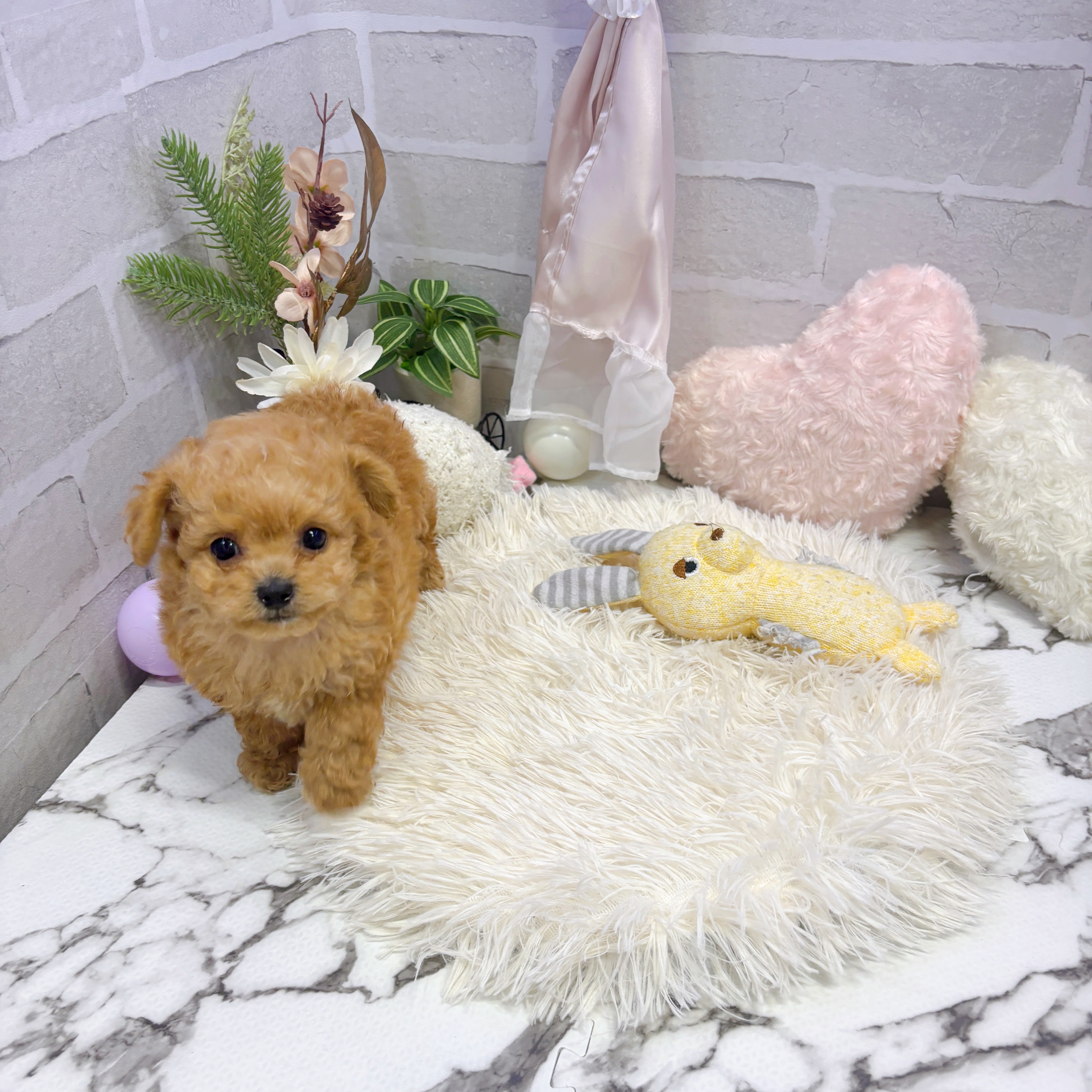 愛知県のチワプー/プーチー(チワワ×プードル) (犬の家＆猫の里岡崎店/2025年6月15日生まれ/男の子/アプリコット)の子犬の1枚目の画像