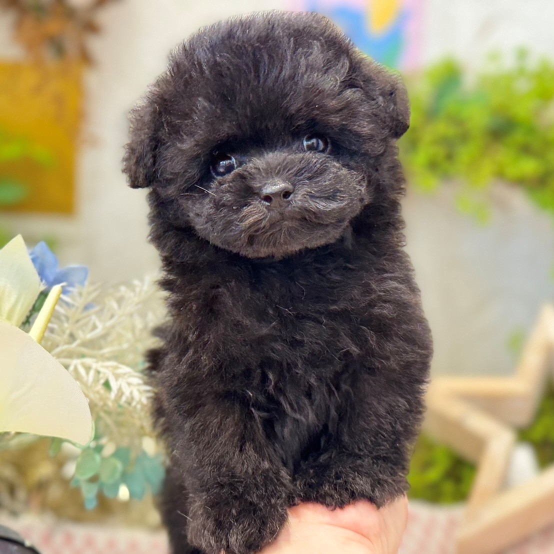 大阪府のトイプードル(トイ) (犬の家＆猫の里もりのみやキューズモールBASE店/2025年6月17日生まれ/男の子/ブラック)の子犬の1枚目の画像