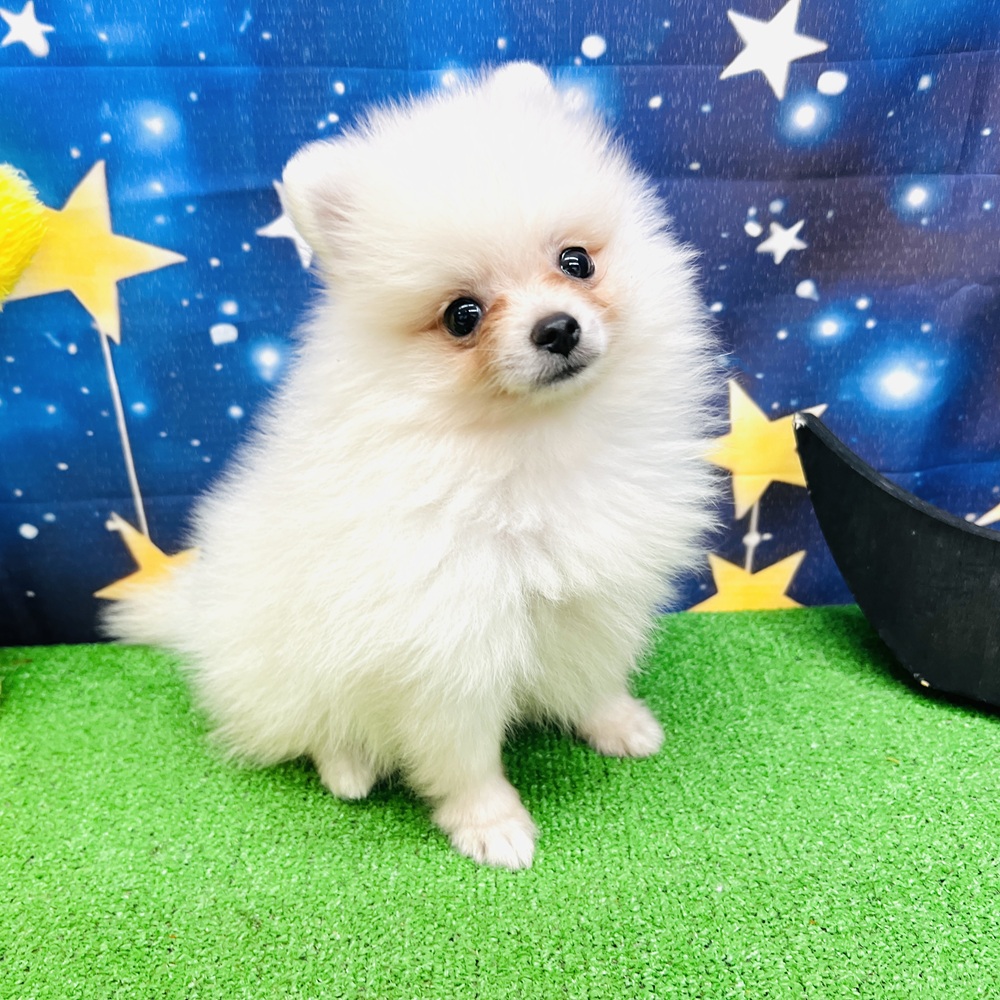 愛知県のポメラニアン (犬の家＆猫の里名古屋天白店/2025年6月21日生まれ/男の子/クリーム)の子犬の1枚目の画像