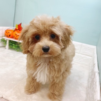 静岡県のマルプー(マルチーズ×プードル) (犬の家＆猫の里マークイズ静岡店/2025年6月23日生まれ/女の子/アプリコット)の子犬の1枚目の画像