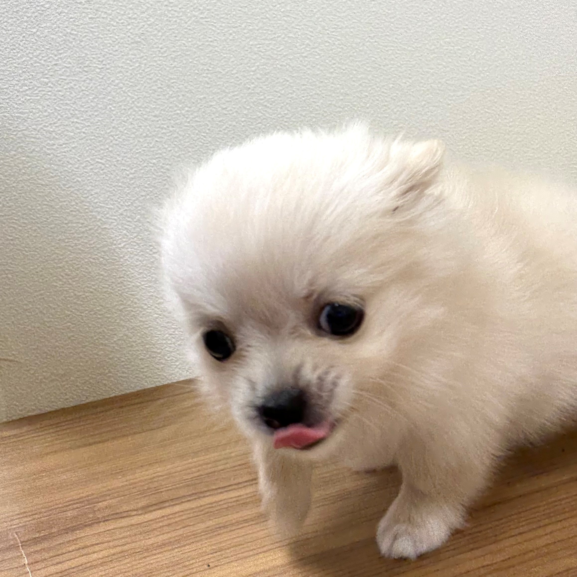 2025年6月24日生まれのポメチワ/チワポメ/ポメチー(ポメラニアン×チワワ)の7枚目の写真