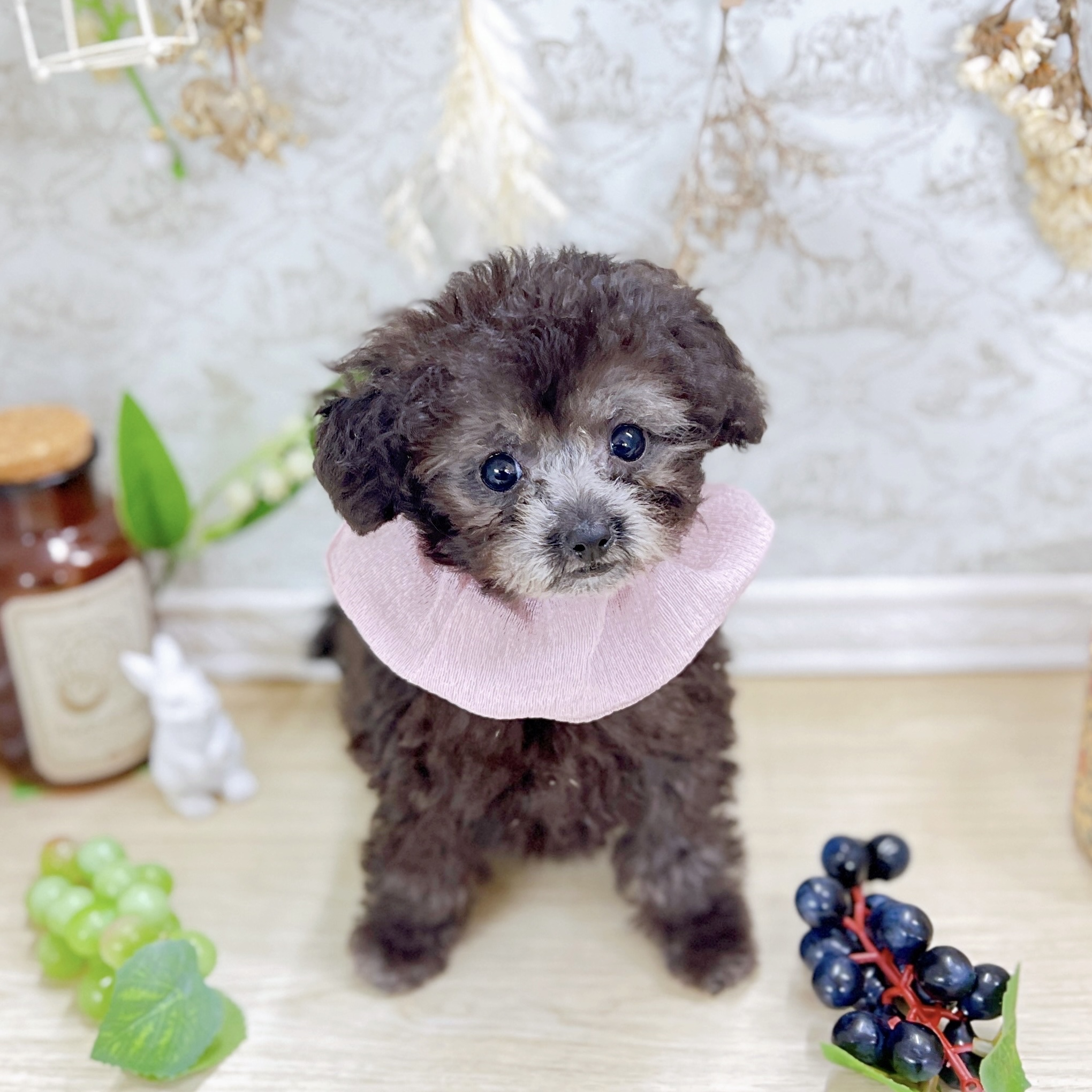 福井県のトイプードル(トイ) (犬の家＆猫の里アミーゴ福井大和田店/2025年6月28日生まれ/女の子/シルバー)の子犬の1枚目の画像