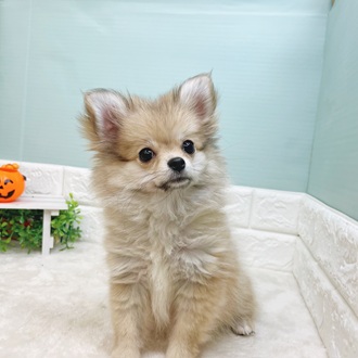 静岡県のポメチワ/チワポメ/ポメチー(ポメラニアン×チワワ) (犬の家＆猫の里マークイズ静岡店/2025年6月26日生まれ/女の子/オレンジ)の子犬の1枚目の画像