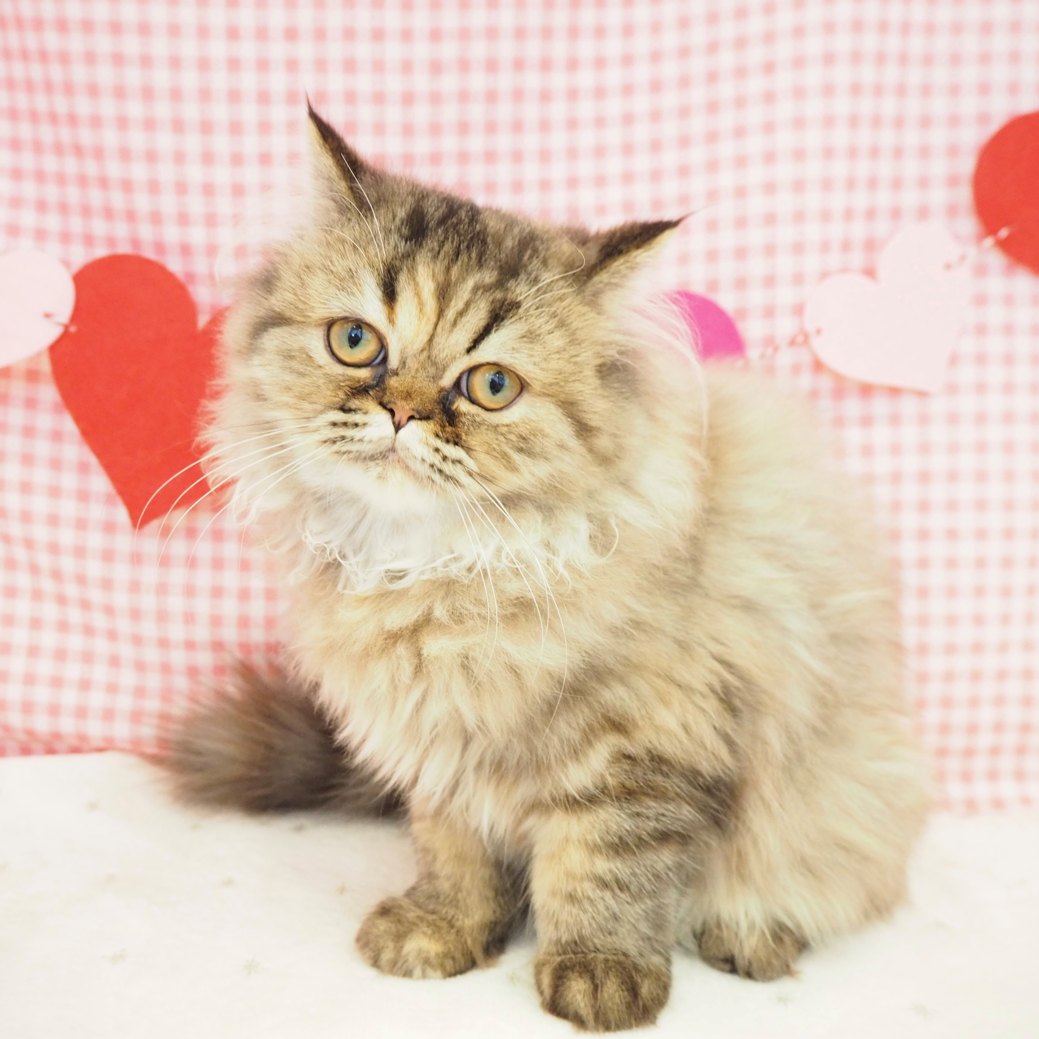 兵庫県のエキゾチック (犬の家＆猫の里川西店/2025年6月29日生まれ/女の子/ブラウンパッチドタビー)の子猫の1枚目の画像