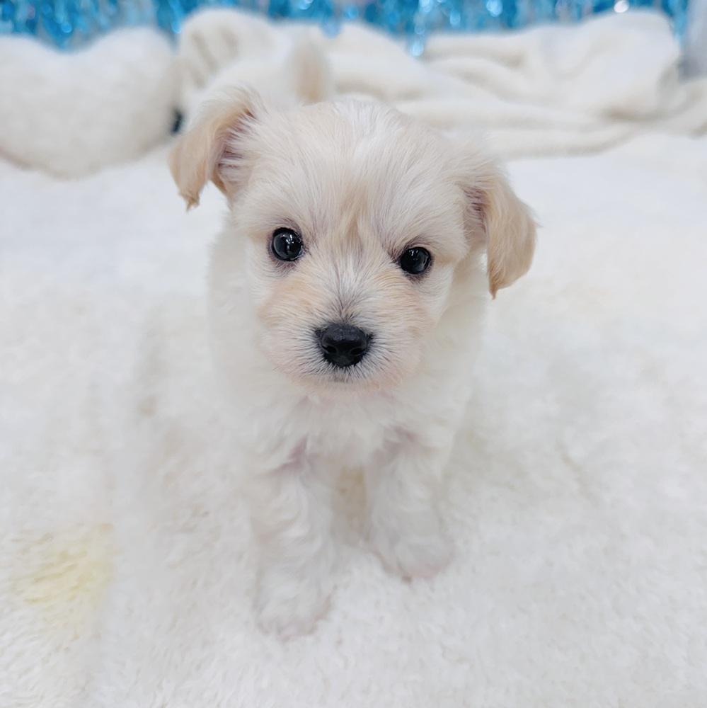 愛知県のハーフ犬・ミックス犬 (犬の家＆猫の里エアポートウォーク店/2025年6月28日生まれ/男の子/クリーム)の子犬の1枚目の画像