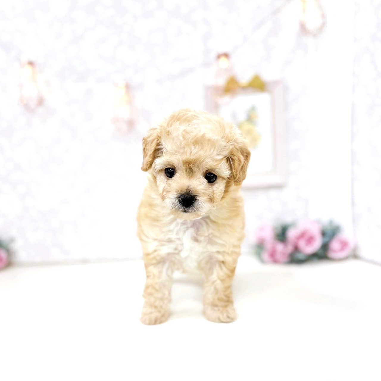 富山県のチワプー/プーチー(チワワ×プードル) (犬の家&猫の里アミーゴ高岡蓮花寺店/2025年6月23日生まれ/女の子/アプリコット)の子犬