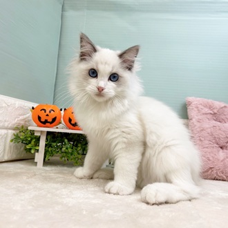 静岡県のラグドール (犬の家＆猫の里マークイズ静岡店/2025年6月25日生まれ/男の子/ブルーポイントバイカラー)の子猫の1枚目の画像