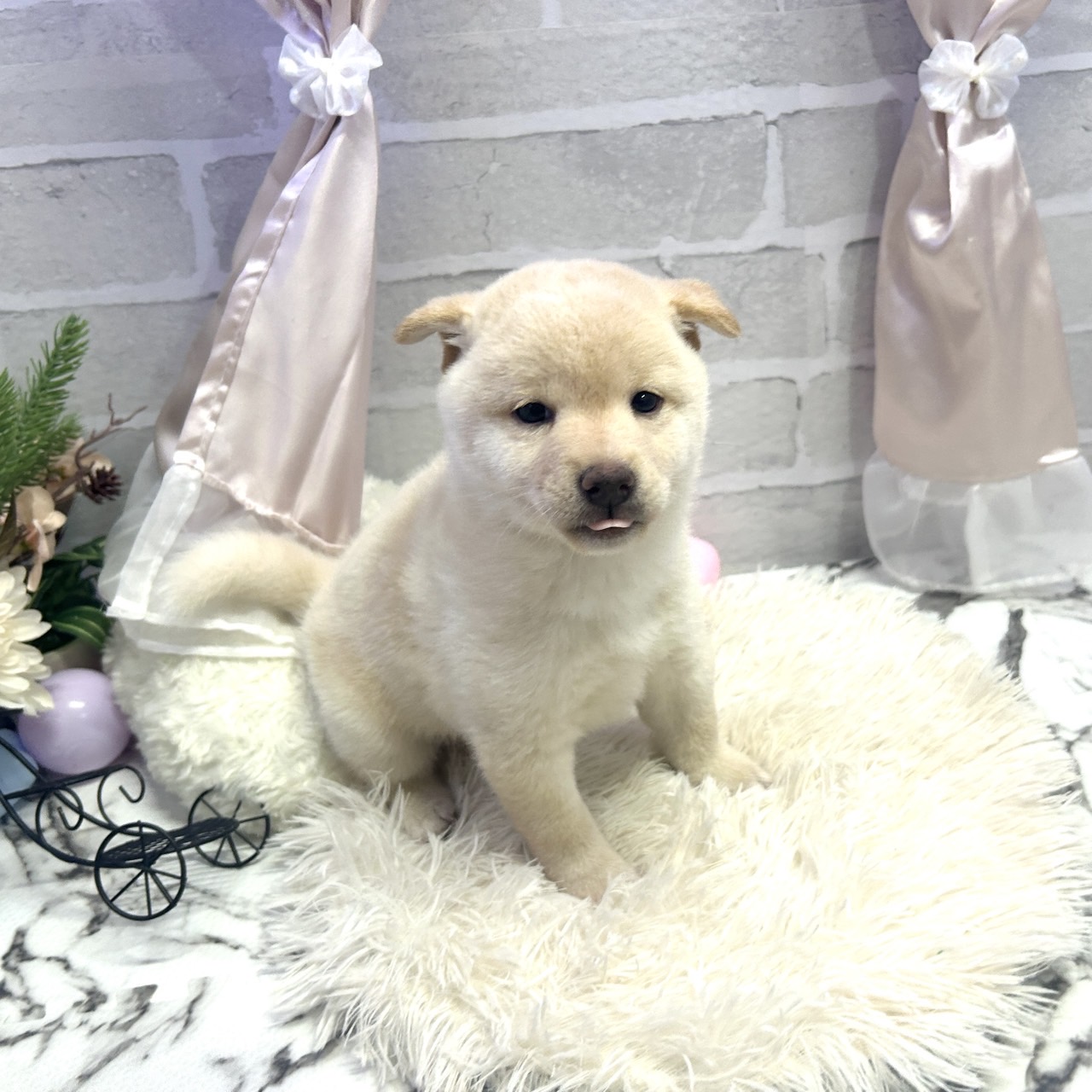 愛知県の柴犬(標準サイズ) (犬の家＆猫の里岡崎店/2025年7月1日生まれ/男の子/白)の子犬の1枚目の画像