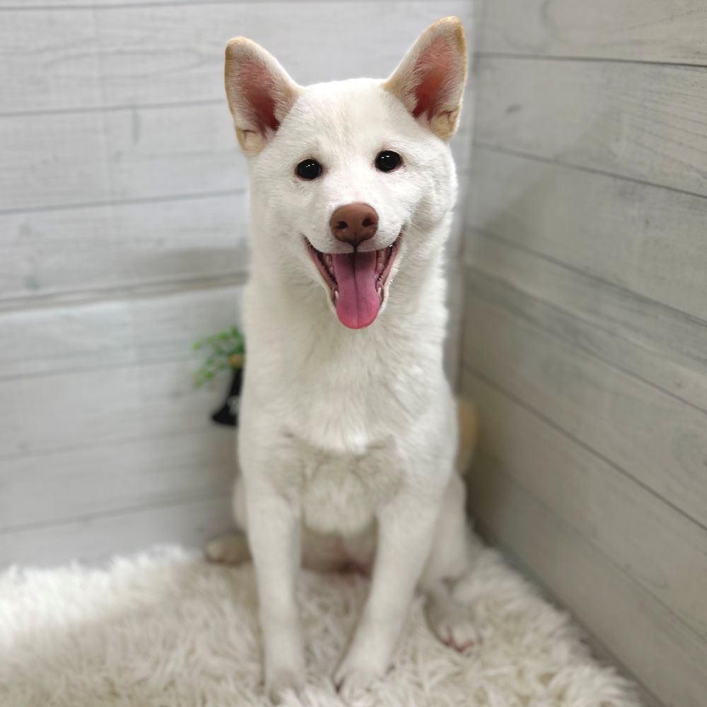 愛知県の柴犬(標準サイズ) (犬の家＆猫の里豊田店/2025年7月1日生まれ/女の子/白)の子犬の1枚目の画像