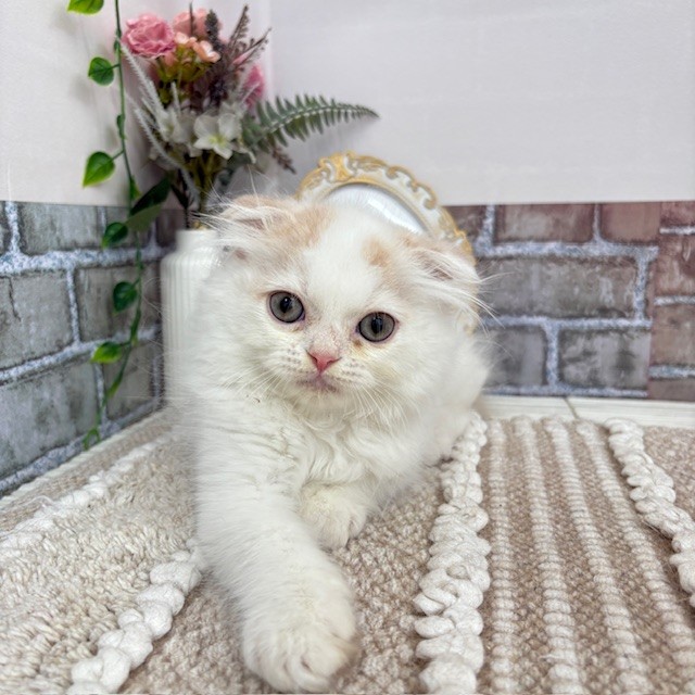 愛知県のスコティッシュフォールド (犬の家＆猫の里碧南店/2025年6月30日生まれ/男の子/クリームタビーホワイトバン)の子猫の1枚目の画像